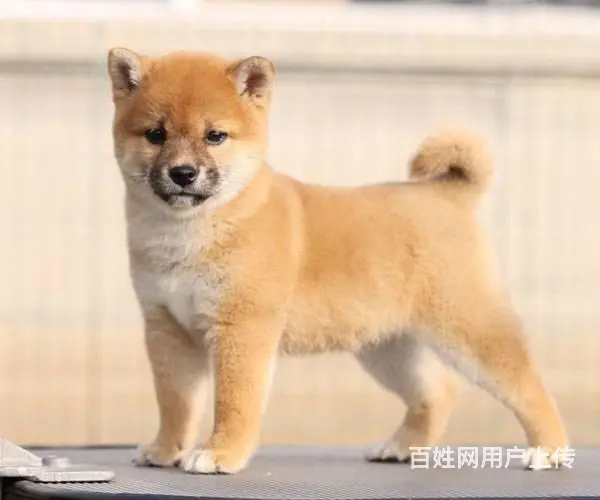 纯种赛级柴犬、自家繁殖 柴犬犬舍 - 图片 3