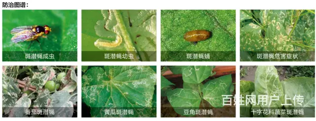 防治斑潜蝇用什么药效果好抗性斑潜蝇（鬼画符）方案 - 图片 2