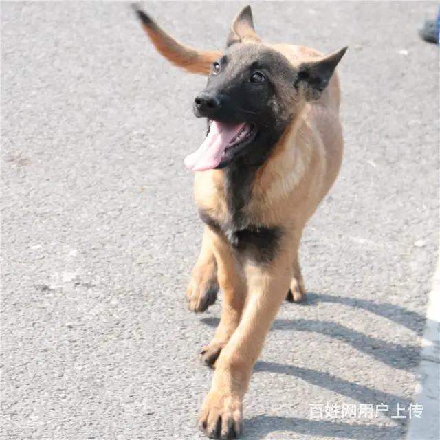 吕梁卖马犬的养殖场，养殖场马犬一般卖多少钱 - 图片 12