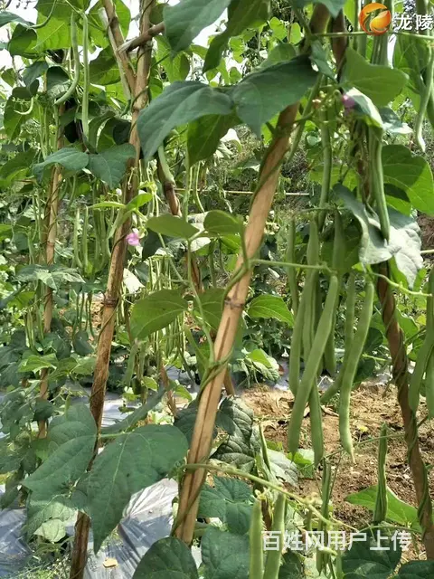 衡阳到长沙网约车拼车电话号码 ​ 衡山，衡东 - 图片