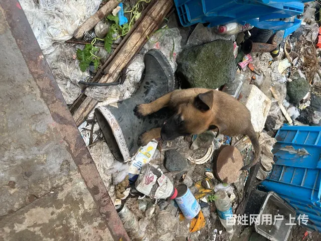 马犬两个月纯种马犬 - 图片 4