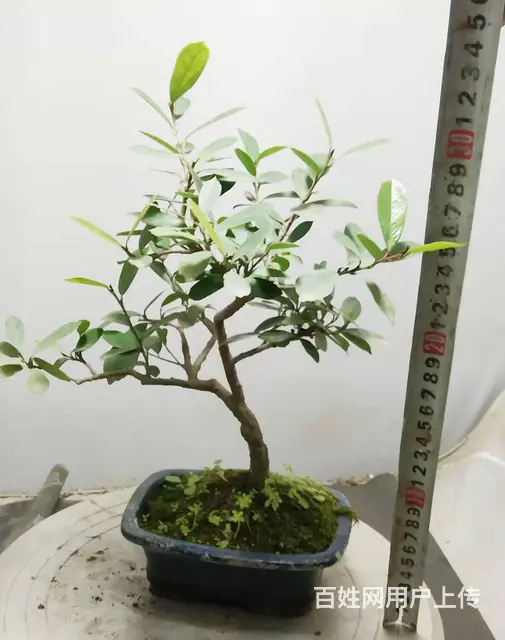 杨世毅先生武汉盆景假山专业设计制作德聚缘花木商务师 - 图片 6