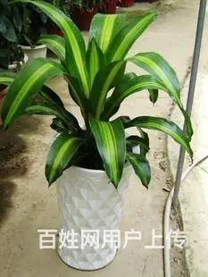 昆山绿化公司 - 图片 4