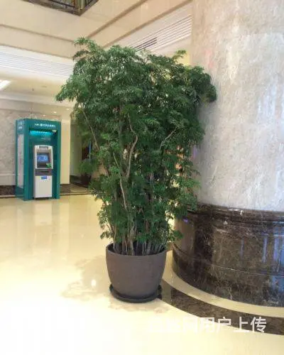 园林绿化养护施肥灭虫修剪铺草皮种树打药修剪 - 图片 8