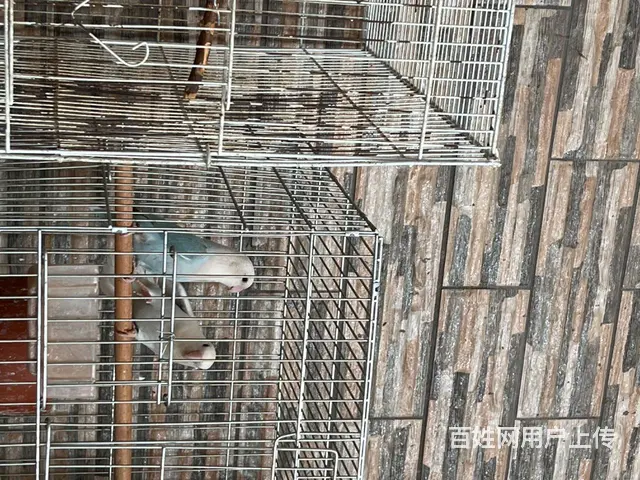 松石熏牡丹鹦鹉 - 图片 3