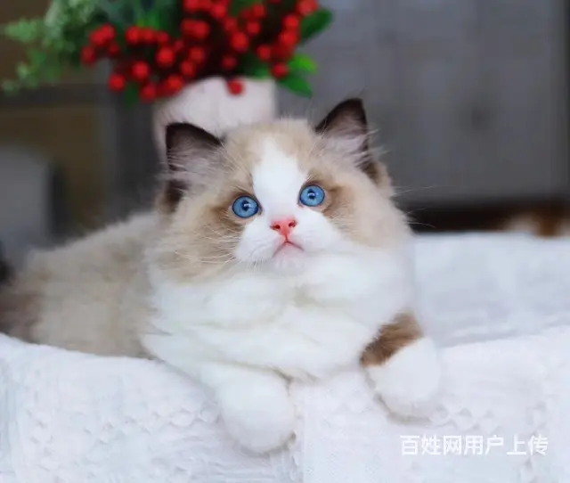 哪里有布偶猫卖的 布偶猫多少钱 布偶猫成年多重 - 图片 1
