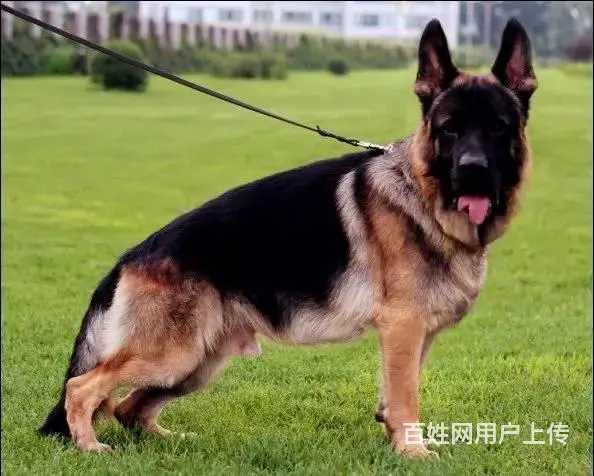 锤系德牧幼犬|弓背弓腿黑背|上门看狗 欢迎选购 - 图片 1