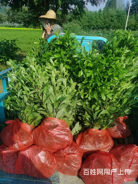 安吉白茶苗上市 起拔发货 自产自销 保质保量 - 图片 3