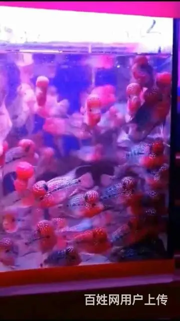 林芝哪里有卖罗汉鱼，林芝卖罗汉鱼地址 - 图片 4