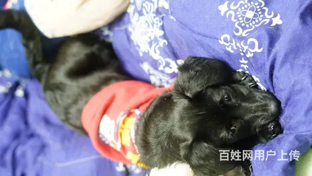 【搞定了！】免费领养小体腊肠串串驱虫洗澡犬五联可送狗上门 - 图片 2