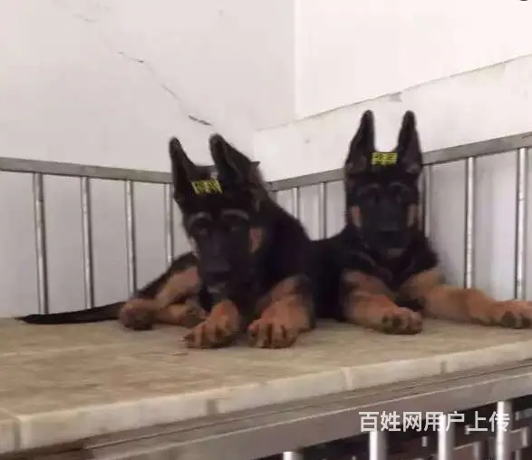 出售双血统锤系德牧cku注册售后可签协议有保障 - 图片 2