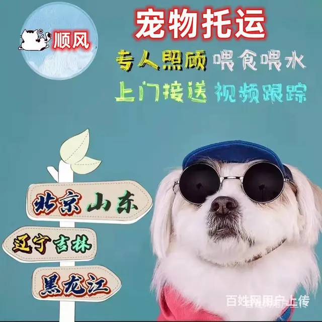2022常州市到全国）宠物托运（猫狗）邮寄快递（宠物活体运输 - 图片 6