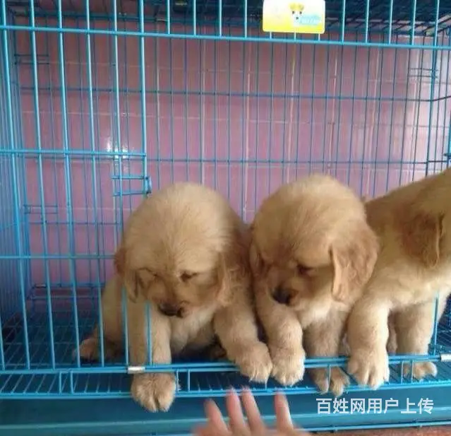 大同有卖金毛犬的吗 金毛犬价位 哪有纯种金毛幼犬 - 图片 3