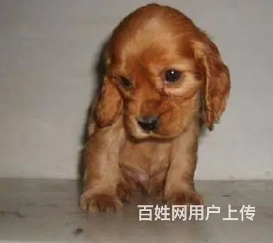 实体店/出售纯种美国可卡犬，英国可卡犬/可卡幼犬 - 图片 5