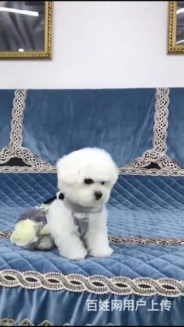 淄博活泼可爱纯种比熊幼犬宝宝血统纯正毛量丰富 - 图片 9
