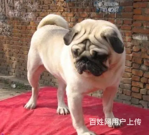 出售纯种巴哥幼犬  巴哥多少钱  巴哥图片 - 图片 3