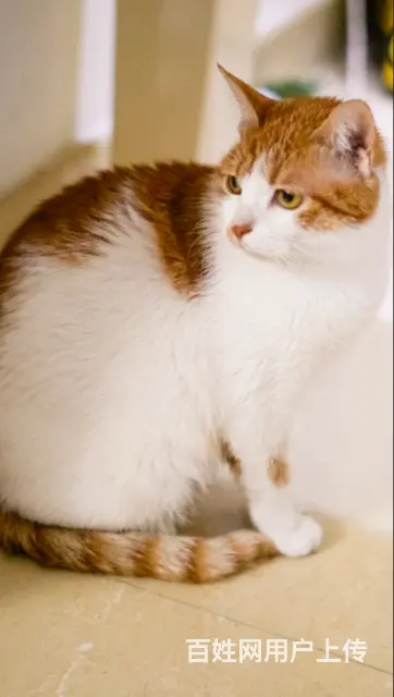 【搞定了！】免费领养橘猫橘白猫已经绝育8个月有猫三联狂犬已驱 - 图片 2