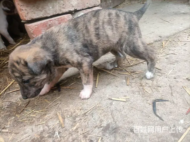 小格子犬 - 图片 3