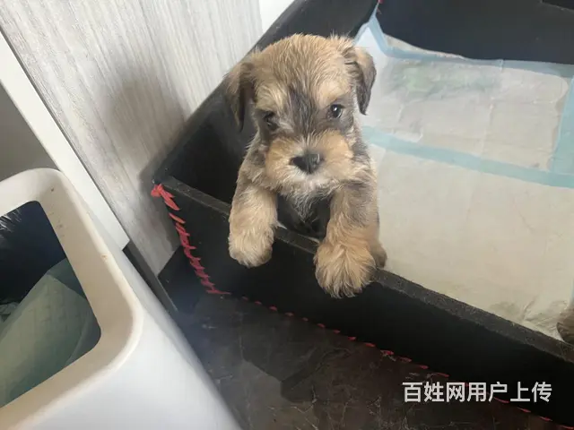 出售自家雪纳瑞宝宝2公2母 - 图片 4