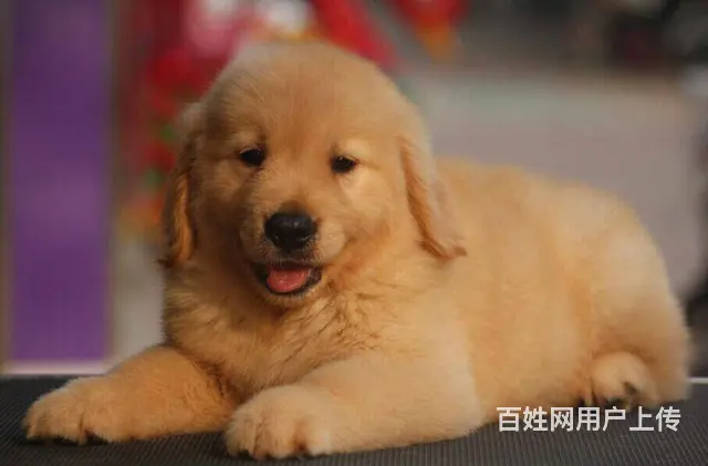 大同有卖金毛犬的吗 金毛犬价位 哪有纯种金毛幼犬 - 图片 1