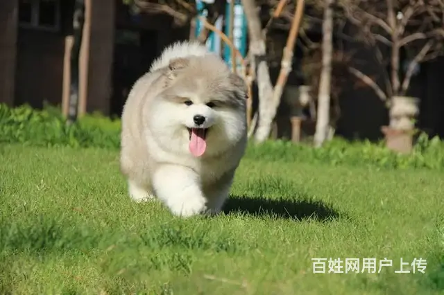 熊版纯种阿拉斯加犬专业繁殖犬舍 可上门看狗现货实价 - 图片 9