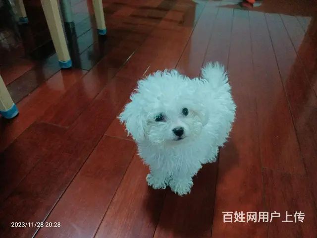 小体比熊 - 图片 2