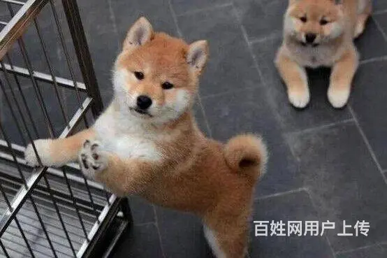 昆明买狗 昆明买柴犬的地方 昆明本地养狗场 - 图片 2