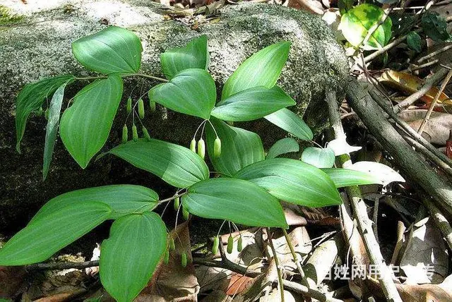 湖北百草堂黄精种植市场供不应求，不用担心销售不出去 - 图片 2