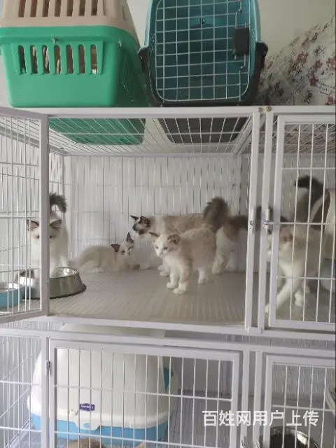 自家猫舍小奶猫 - 图片 2