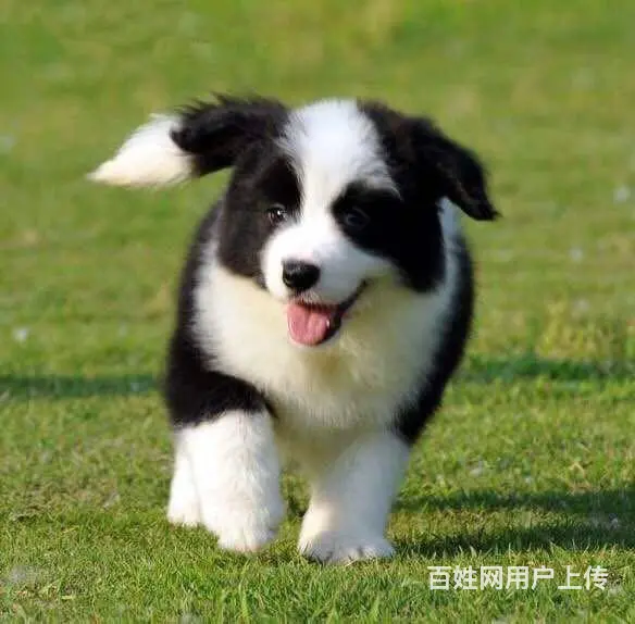 边境牧羊犬价格 纯种边牧幼犬出售 可上门可视频挑选 - 图片 2