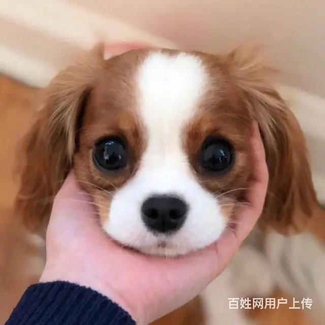 专业繁殖查理王小猎犬狗场出售骑士查理王英国女 - 图片 1