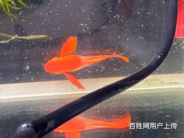 鸿运当头，分水缎带火麒麟 - 图片 1
