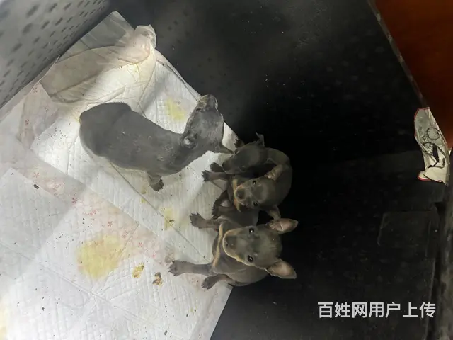 蓝色鹿 - 图片 3
