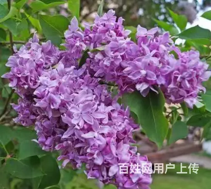 新品种垂丝丁香，欧丁，草坪绿化苗木修剪 - 图片 1