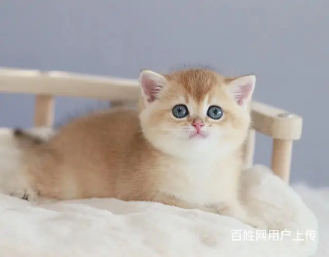 哪里有出售纯种金渐层 蓝金 包子脸 疫苗齐全包健康 - 图片 5