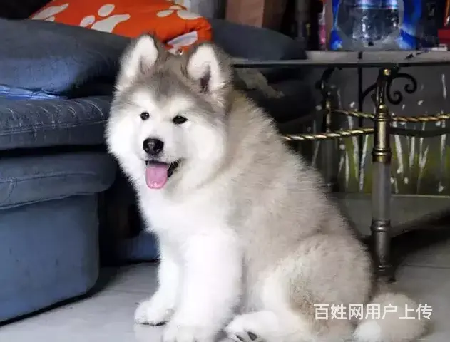 邢台本地出售家养阿拉斯加犬 纯种阿拉斯加 疫苗齐全 - 图片 10