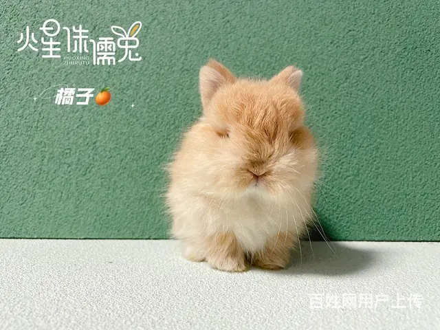 美国进口荷兰侏儒兔 - 图片 8