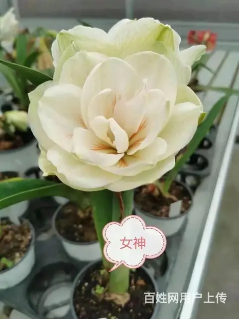 云南昆明美旗花卉基地批发鲜花满天星玫瑰向日葵各种草 - 图片 7