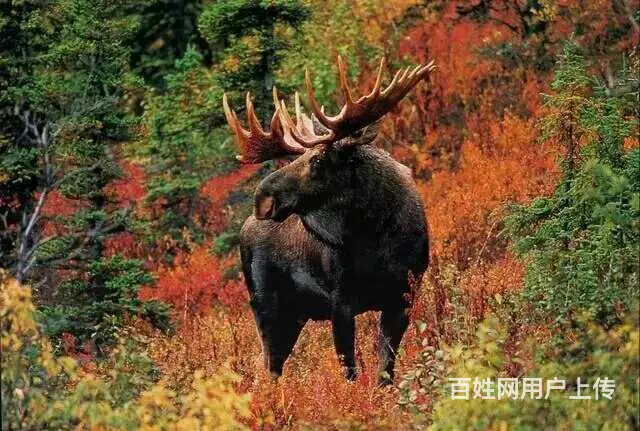 呼伦贝尔旅游自由行草原包车师傅排名常师傅靠谱 - 图片 5