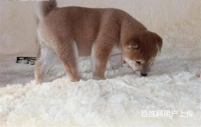 赛级柴犬 日本柴犬赤红色铁包金柴犬 带血统带证书 - 图片 4