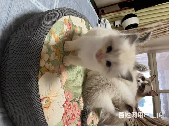 自家养的 品相好 纯种 会用猫砂盆 - 图片 8