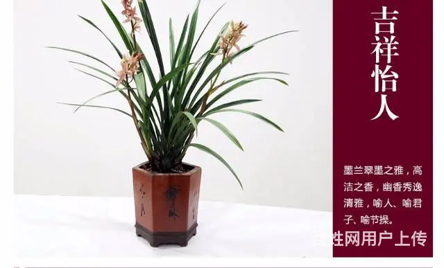 兰花，金钱树，发财树，办公室小盆栽销售 - 图片 2