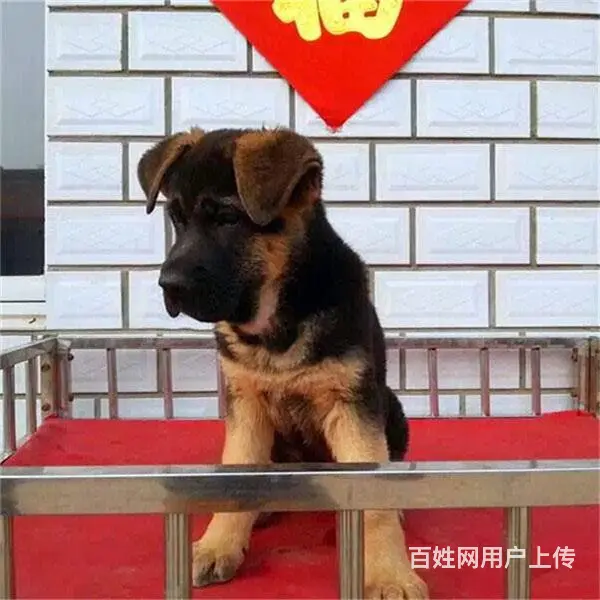 六安请问去哪买德牧狗狗靠谱?大家的德牧是怎么买到的 - 图片 3