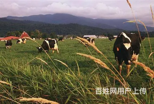 劳务派遣（澳洲保签）华人企业急聘普工 技工 家政等 - 图片 8