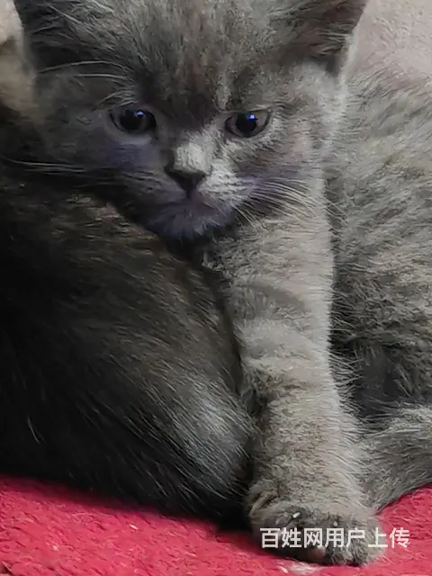 英短猫自己家猫生的。 - 图片 4