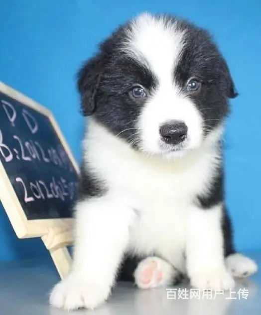 出售纯种边境牧羊犬 边境牧羊犬多少钱 - 图片 1