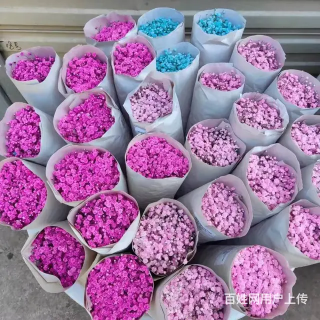 云南昆明斗南鲜花绿植盆栽基地批发一件代发 - 图片 4