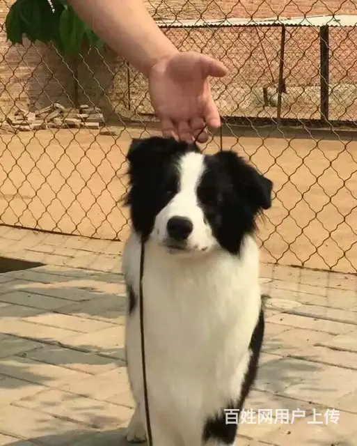 辽阳优质边牧如何挑选，优质边牧多少钱一个 - 图片 10