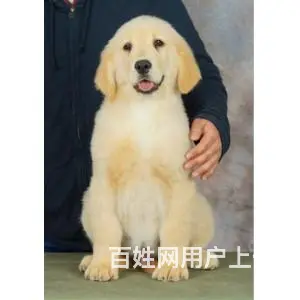 精品金毛 CKU权威认证血统 市区可送货 - 图片 5