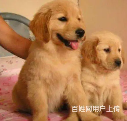 大同有卖金毛犬的吗 金毛犬价位 哪有纯种金毛幼犬 - 图片 12